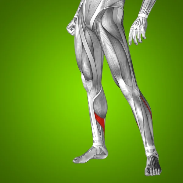 Human lower legs — Stock Photo, Image