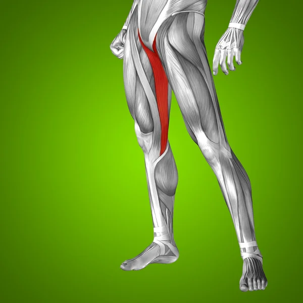 Anatomia górnej nogi — Zdjęcie stockowe