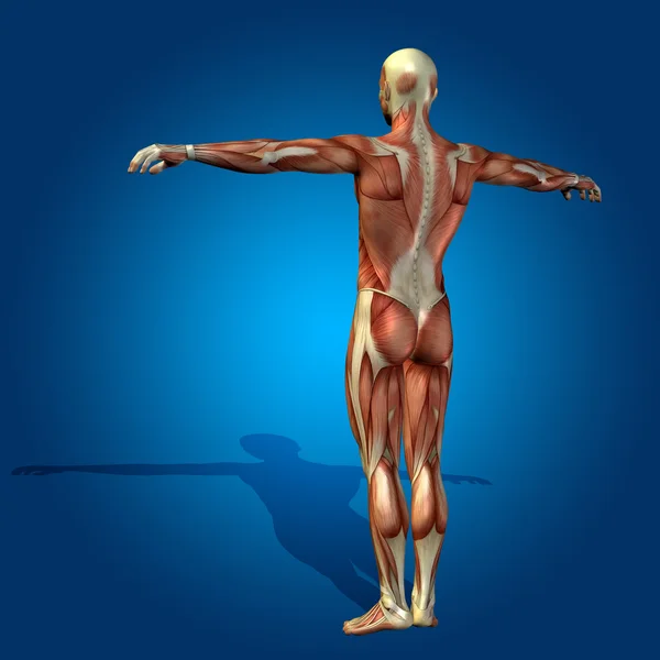 Kräftiger Mensch mit Muskeln — Stockfoto