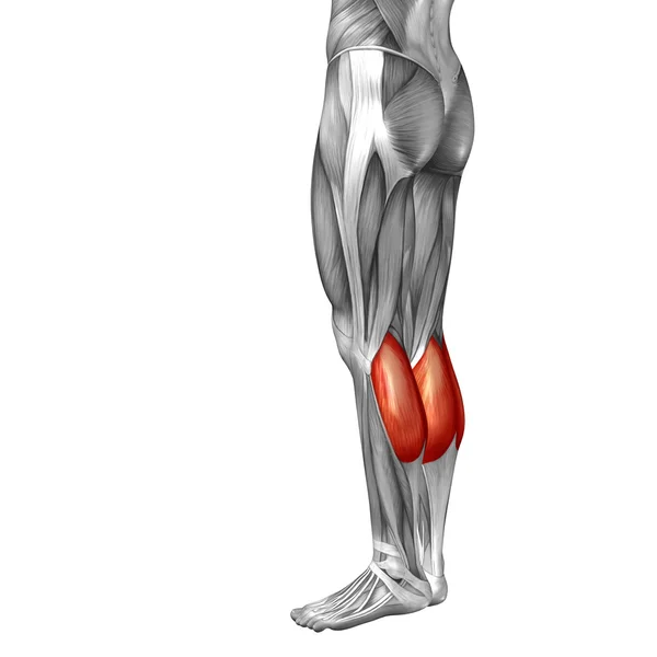 Anatomia człowieka nogi — Zdjęcie stockowe