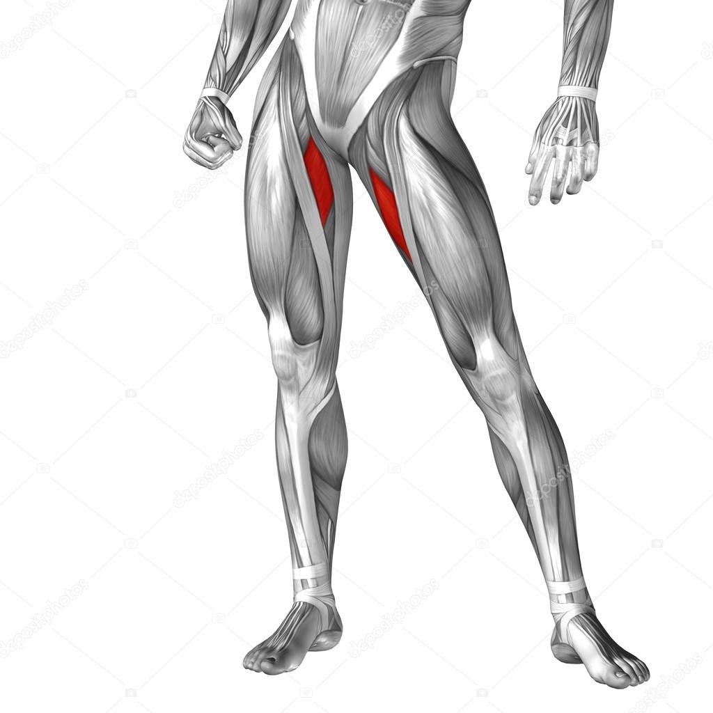 人体腿部肌肉结构分布图-普画网