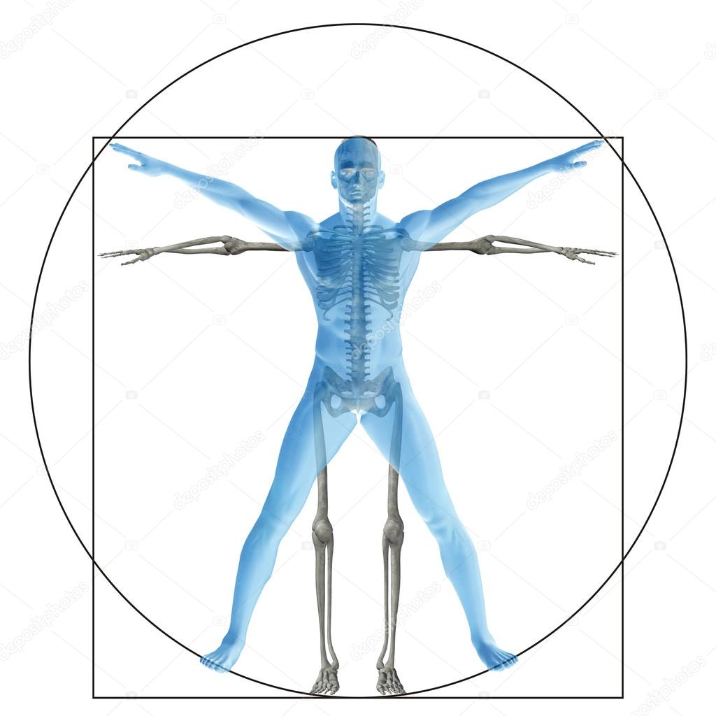 conceptual proportion anatomy body