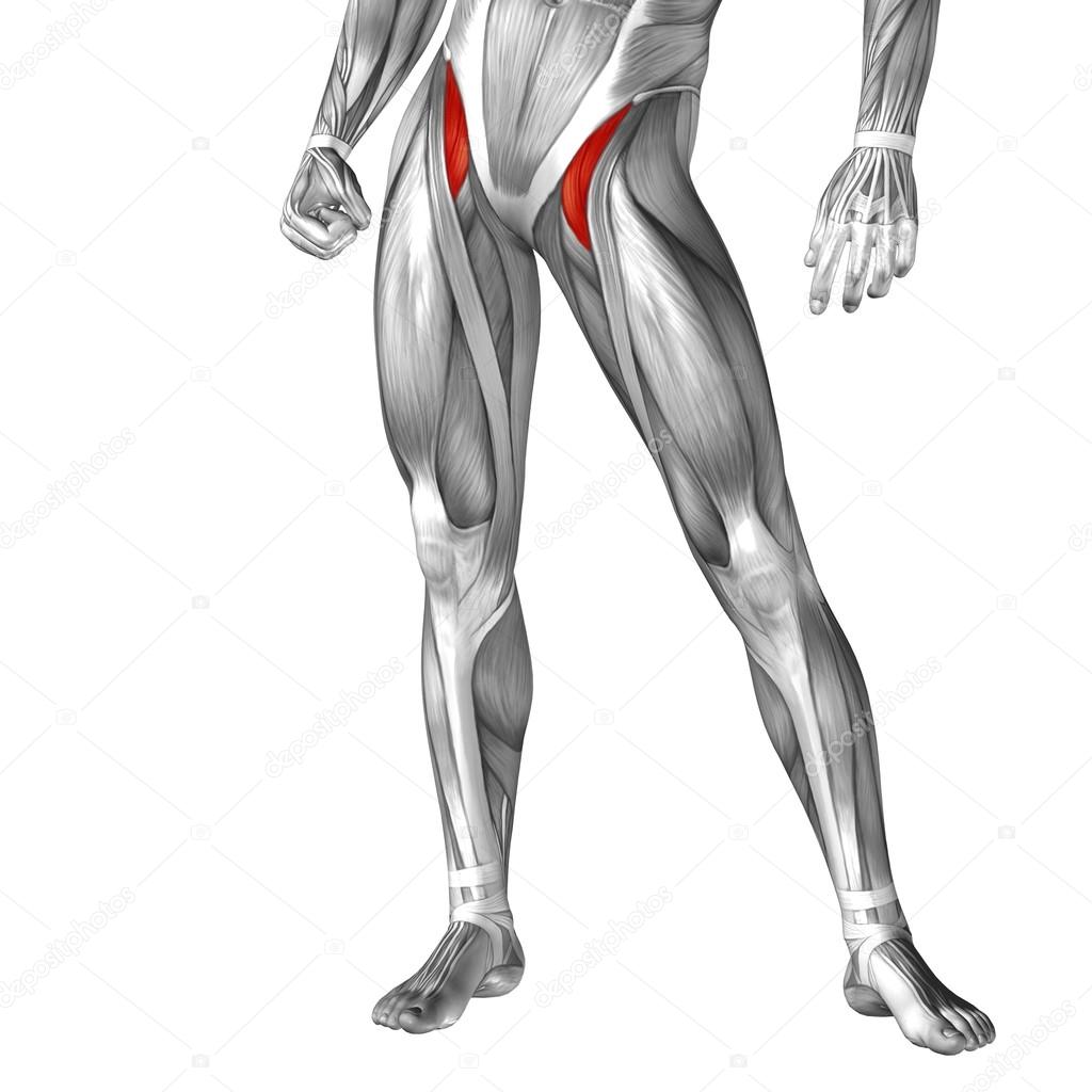 human  legs anatomy