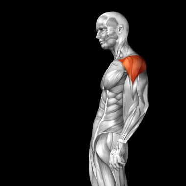 Göğüs insan anatomisi