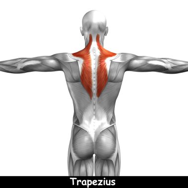 Geri insan anatomisi