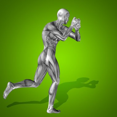 Anatomi vücut kasları ile