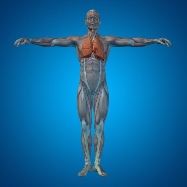 insan solunum sistemi