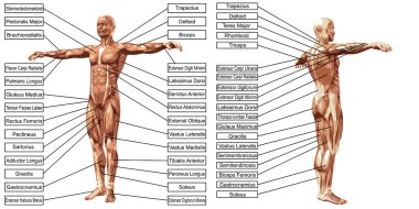 insan anatomisi ve metin