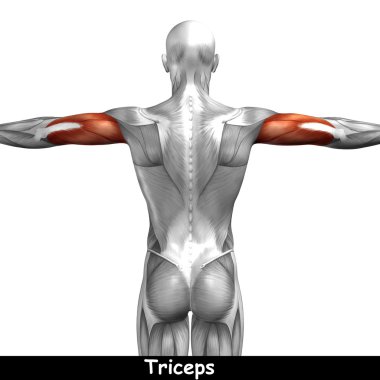 Kavram ya da kavramsal 3d triceps insan anatomisi veya anatomik ve beyaz arka plan üzerinde izole kas