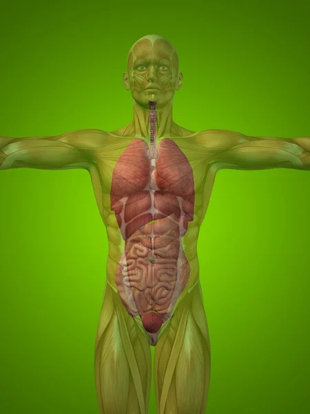 Έννοια εννοιολογική δομή 3d ανθρώπινη άνθρωπος με τα εσωτερικά όργανα, πεπτικό, πνεύμονες και κυκλοφορικού συστήματος σε πράσινο φόντο — Φωτογραφία Αρχείου