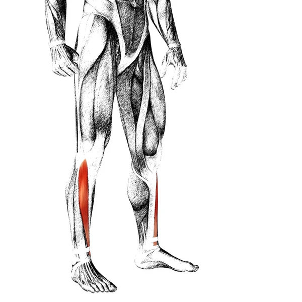 Anatomia człowieka dolnej nogi — Zdjęcie stockowe