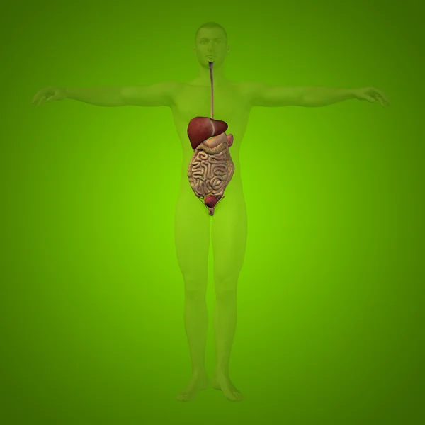 Koncepcja lub pojęciowy anatomiczne człowieka lub 3d układu pokarmowego człowieka na zielonym tle — Zdjęcie stockowe