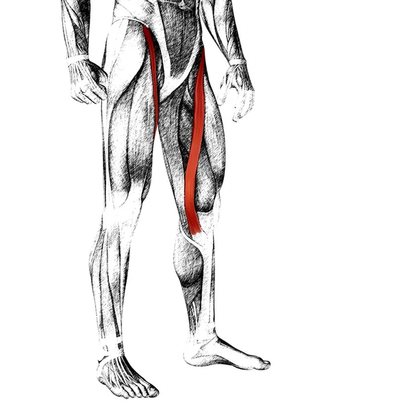 Adductor longus insan üst bacaklar — Stok fotoğraf