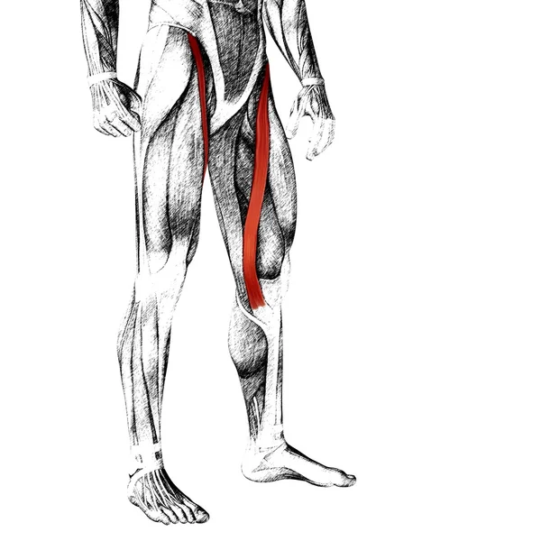 Adductor longus menselijke bovenbenen — Stockfoto