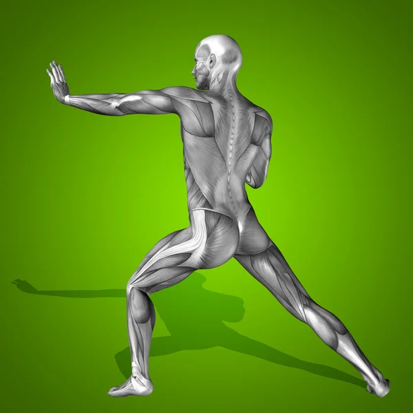 Anatomie lichaam met spieren — Stockfoto