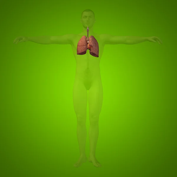 Concept or conceptual anatomical human or man 3D respiratory system on green background — Stock Photo, Image