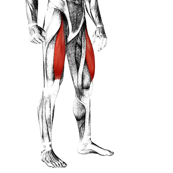 Adductor longus menselijke bovenbenen — Stockfoto