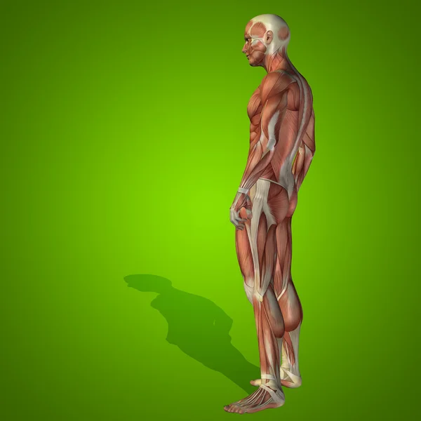 Humano forte conceitual, corpo da anatomia do homem 3D com músculo para a saúde, esporte no verde — Fotografia de Stock
