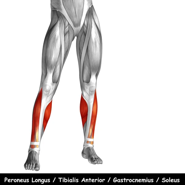 Анатомия нижних ног — стоковое фото