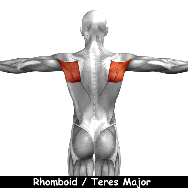 Анатомия человека
