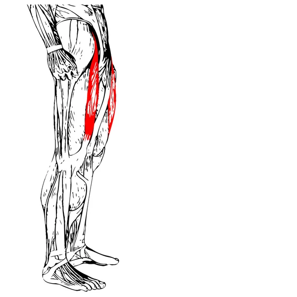 Анатомія верхніх ніг людини — стокове фото