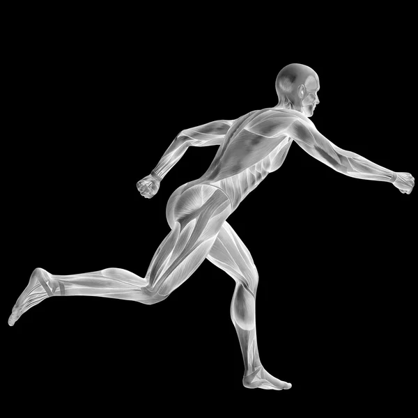 Uomo con muscoli per disegni anatomici . — Foto Stock