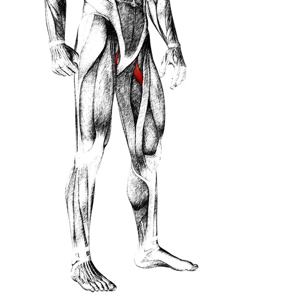 Adductor longus menselijke bovenbenen — Stockfoto