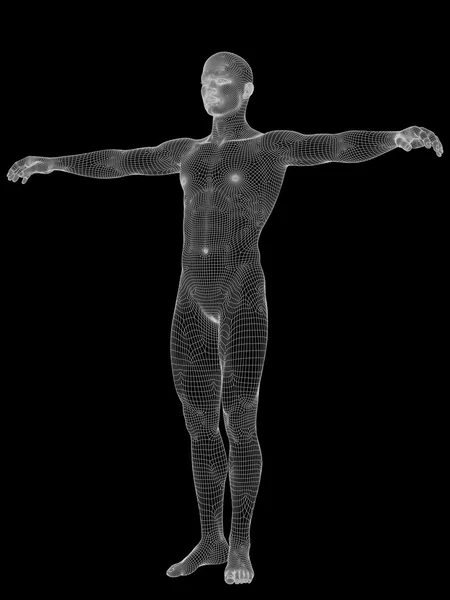 Mannelijke anatomie gemaakt van witte draadframe — Stockfoto