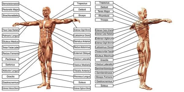 Anatomia e texto do homem humano — Fotografia de Stock