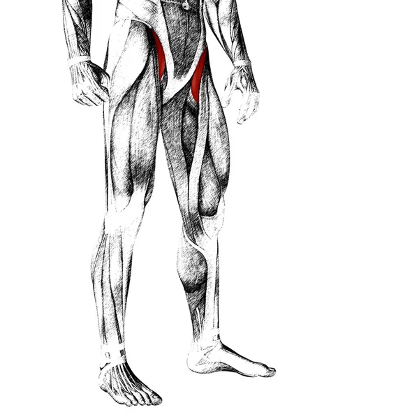 Adductor longus human upper legs — Stock Photo, Image