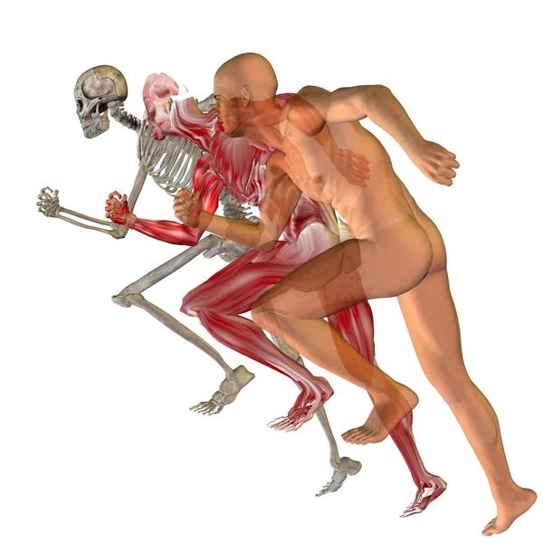 概念人体解剖学 — 图库照片