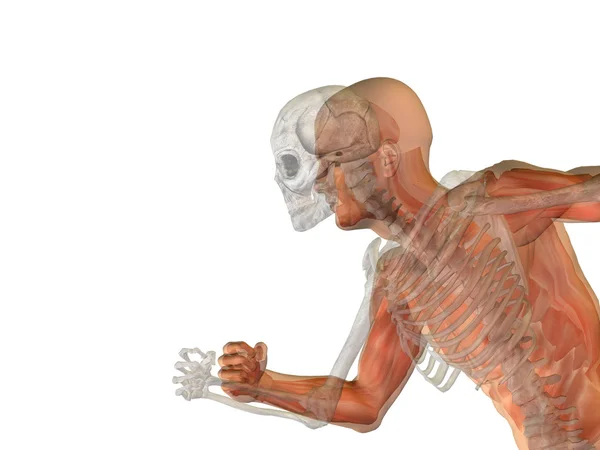 Human  male  anatomy — Stock Photo, Image