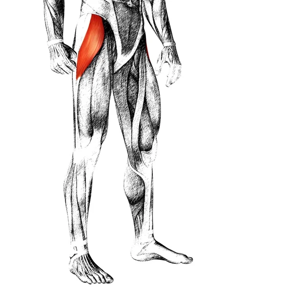 Adductor longus insan üst bacaklar — Stok fotoğraf