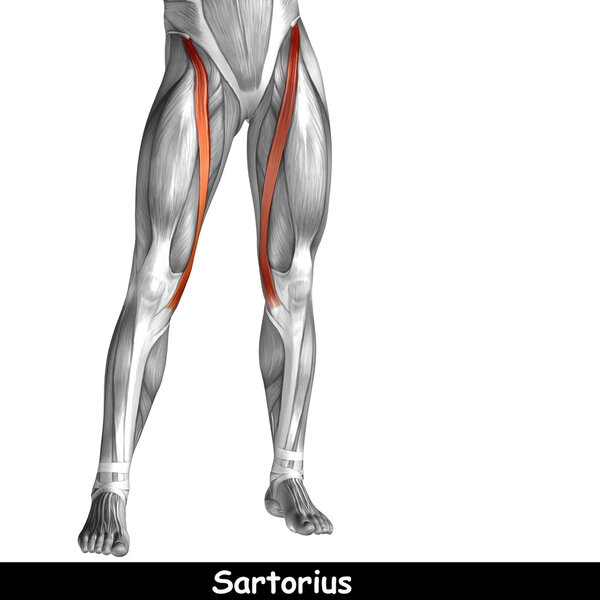 анатомия верхних ног

