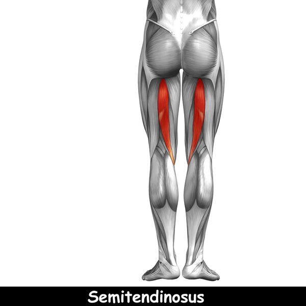 анатомия верхних ног
