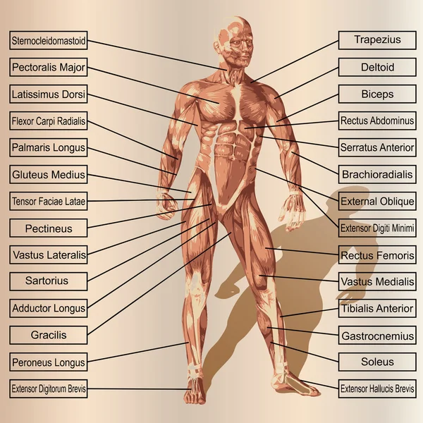 Концепция или концептуальная 3D мужская или человеческая анатомия, человек с мышцами и текстом — стоковое фото