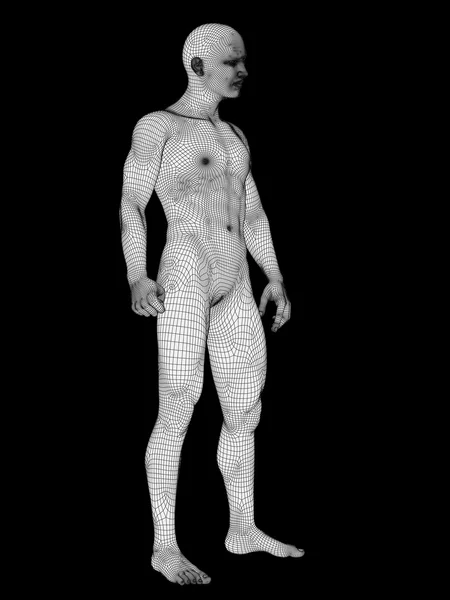 Anatomi laki-laki terbuat dari wireframe putih — Stok Foto
