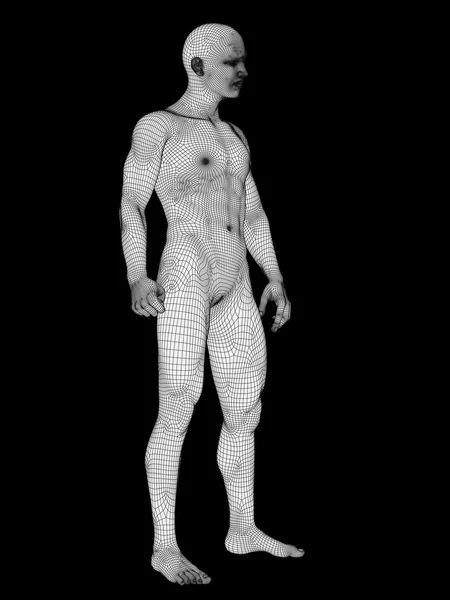 Anatomie masculine en fil blanc — Photo