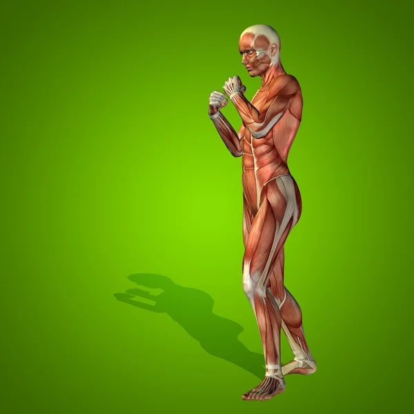 anatomy body with muscles
