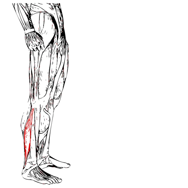 인간의 낮은 다리 해부학 — 스톡 사진
