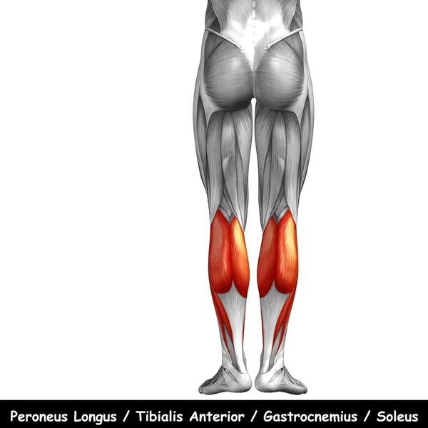 Lower legs anatomy — Stock Photo, Image