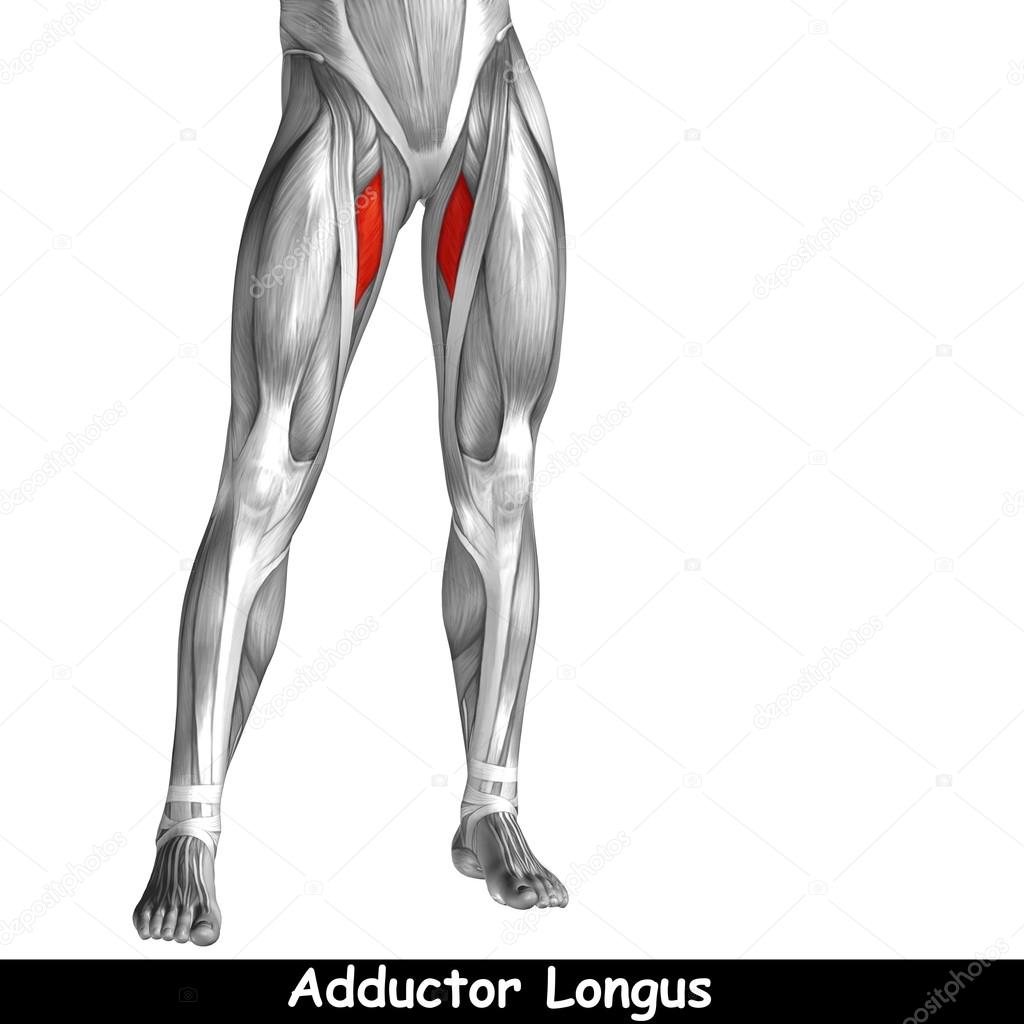 upper legs anatomy