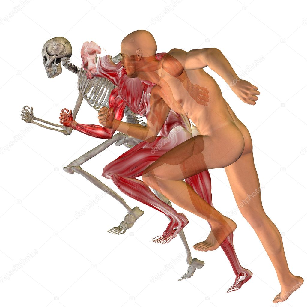 conceptual  human  anatomy