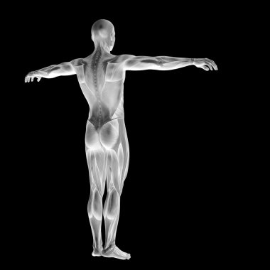 Anatomi tasarımlar için kaslı adam.