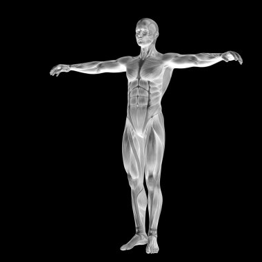 Anatomi tasarımlar için kaslı adam.