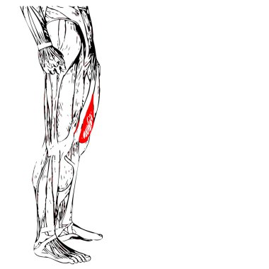 insan üst bacaklar anatomisi