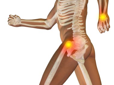 insan anatomisi