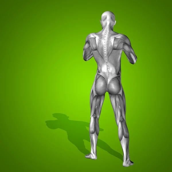 Anatomie Körper mit Muskeln — Stockfoto