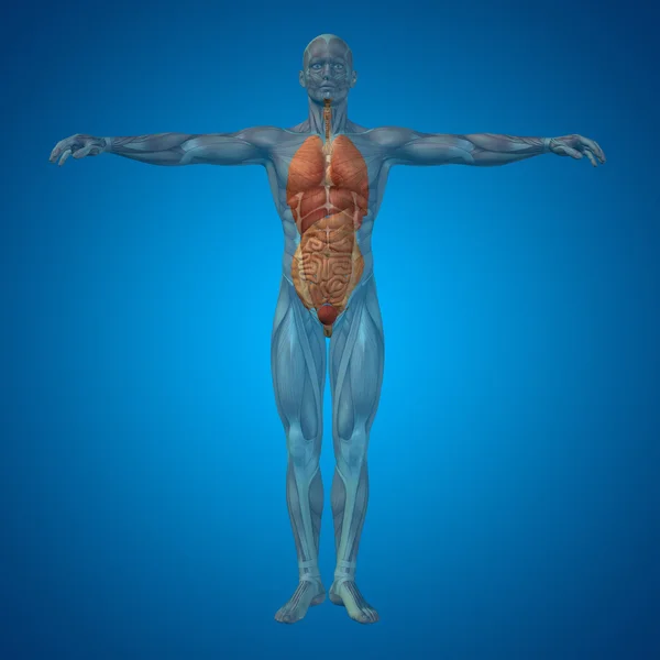 Conceito conceitual 3D estrutura humana com órgãos internos, digestivos, pulmões e sistema circulatório em fundo azul — Fotografia de Stock