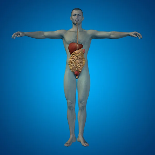 Concepto o conceptual anatómico humano o hombre sistema digestivo 3D sobre fondo azul —  Fotos de Stock